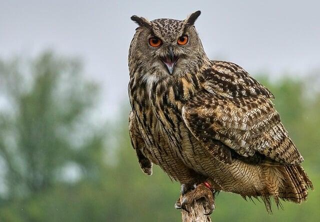 Hibou Grand-duc Hibou Grand-duc