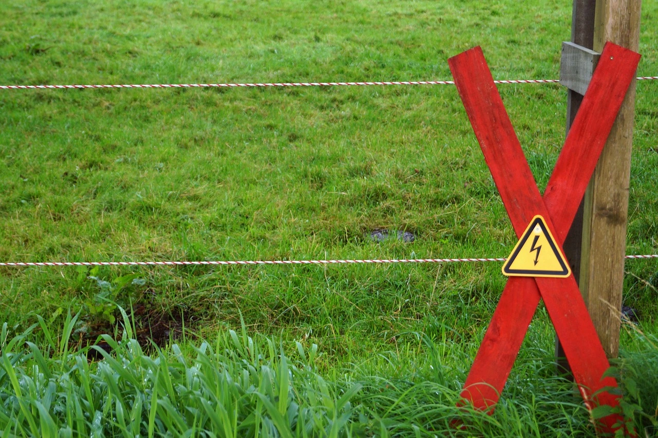 côoture électrique contre sangliers