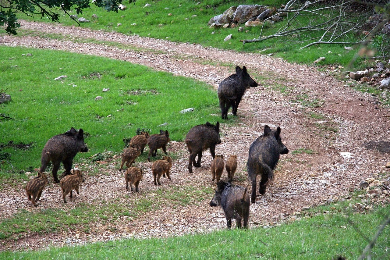 troupeau de sangliers troupeau de sangliers