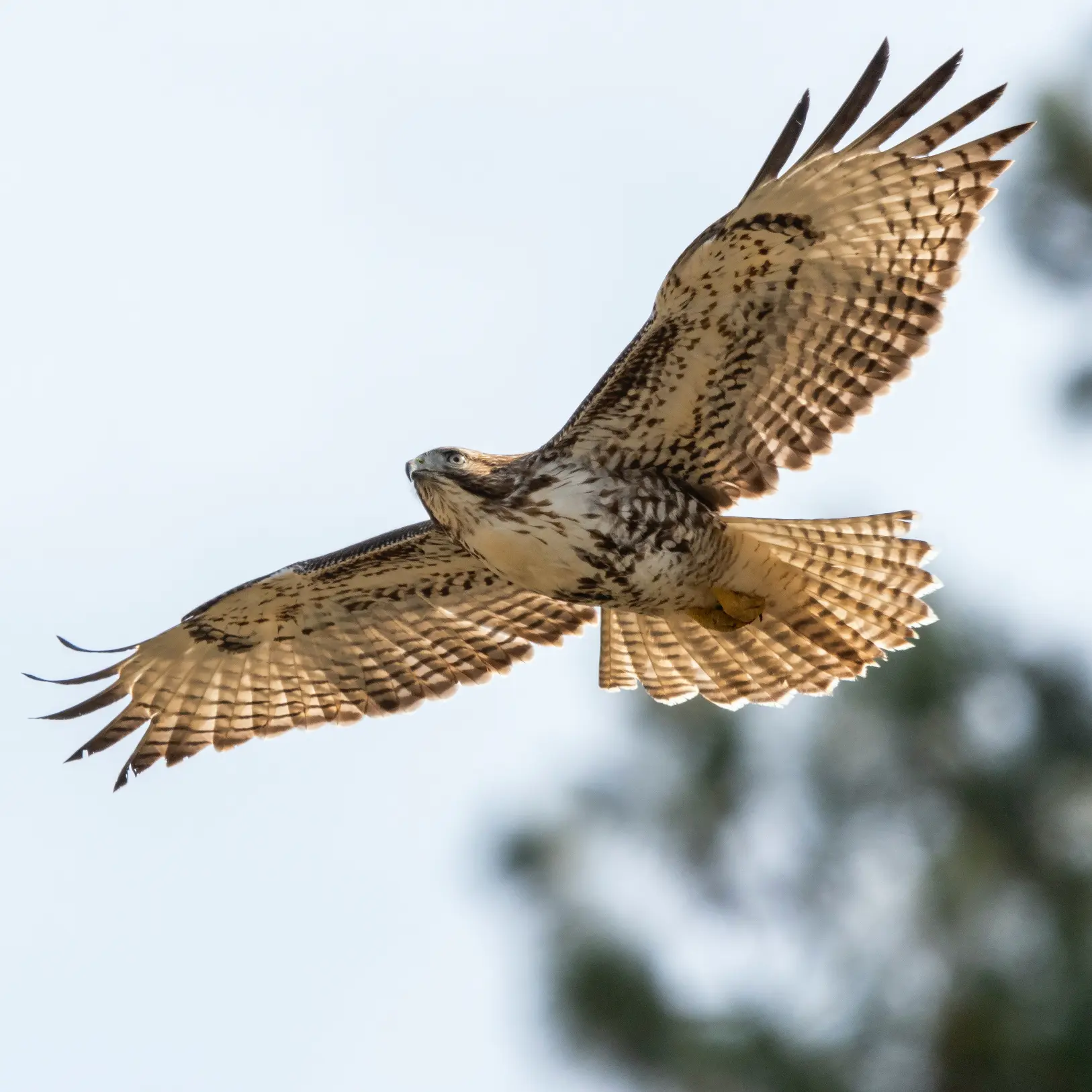 Rapace-en-plein-vol-pour-effaroucher-oiseaux