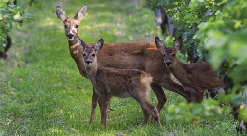 Répulsifs à cervidés Répulsifs à cervidés