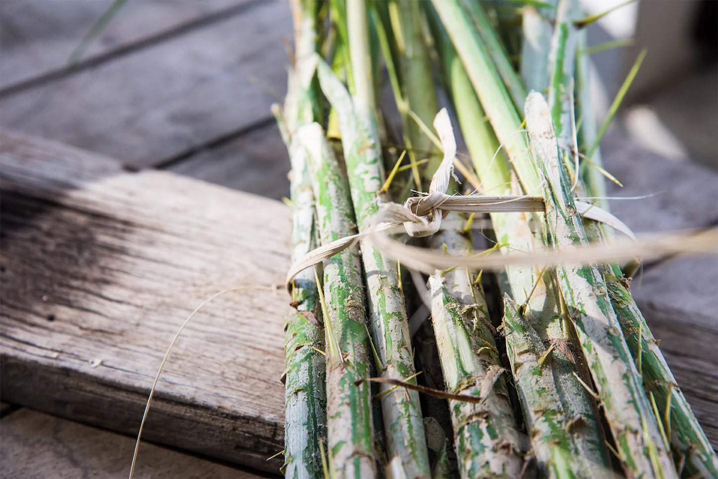Bundle of Rattan Sticks Bundle of Rattan Sticks