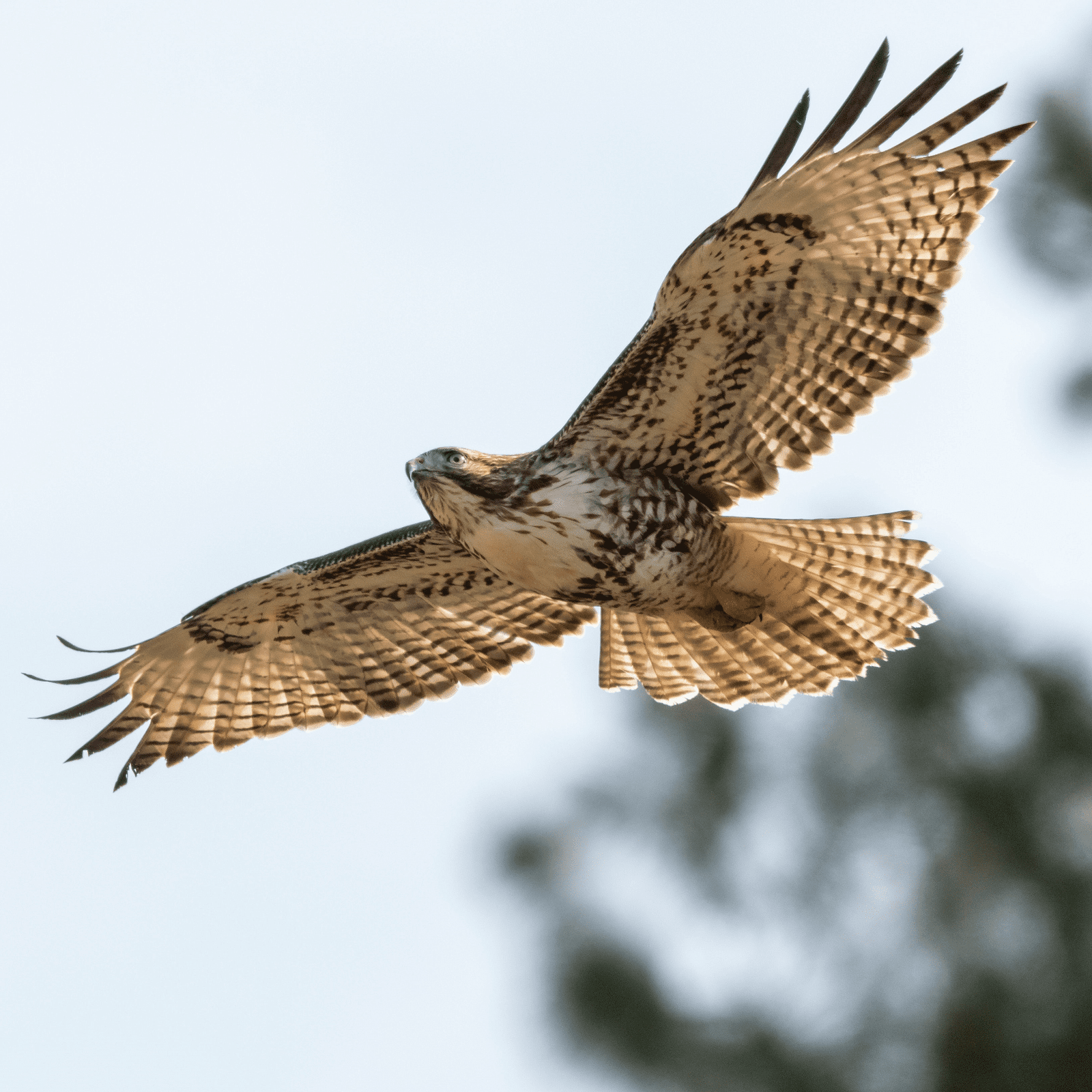 Un grand rapace en volant Un grand rapace en volant