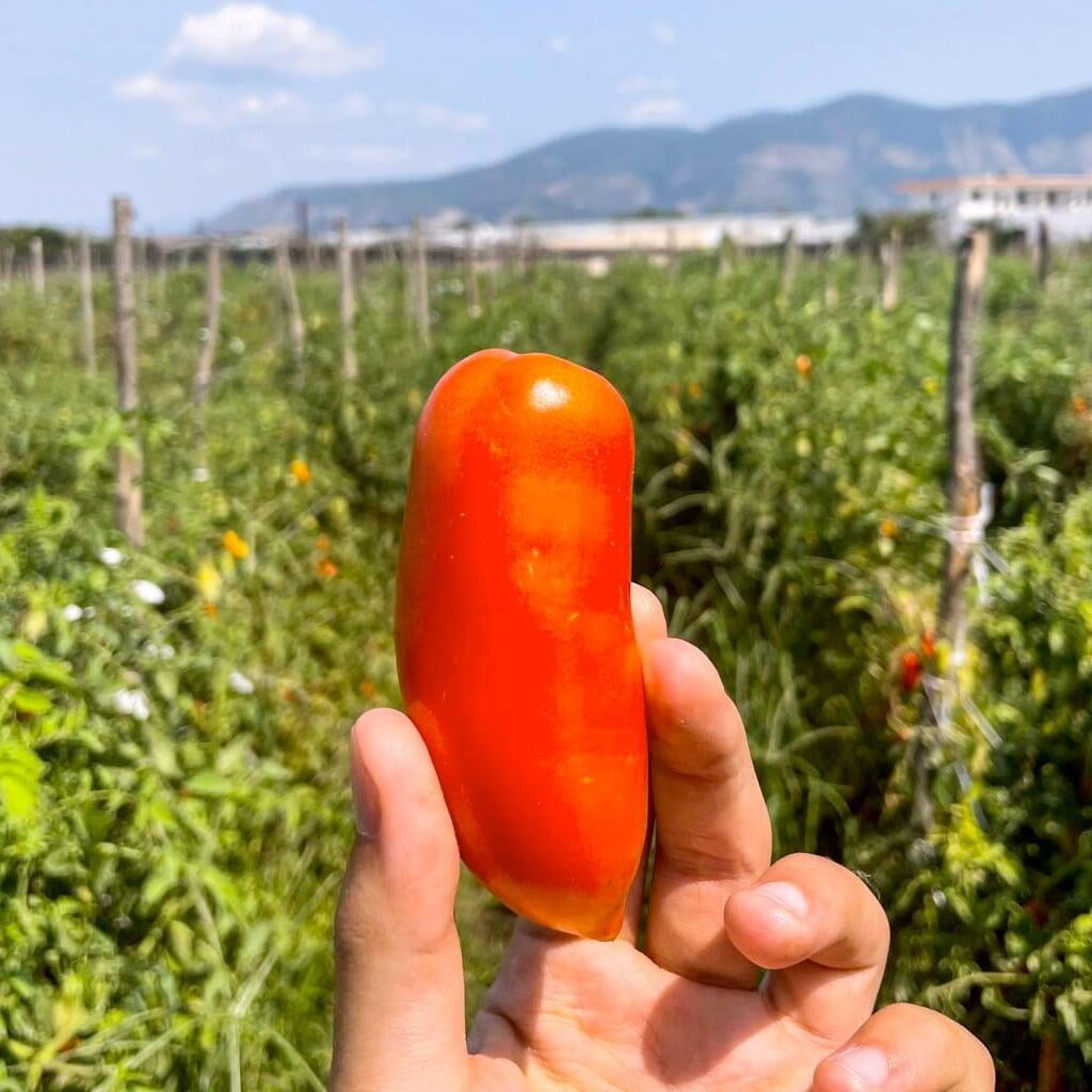 Pomodoro San Marzano D.O.P