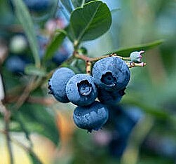 Arándanos (250 gr)