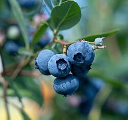 Arándanos (250 gr)