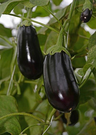 Berenjena negra (500-550 gr)