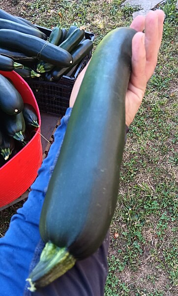 Calabacín XXL (pieza 1 kg)