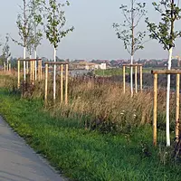 ARBO-FLEX 7 plus SET Stammschutzfarbe, 2,5 kg ARBO-FLEX 7 plus SET Stammschutzfarbe, 2,5 kg