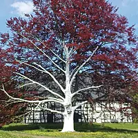 ARBO-FLEX 7 plus SET Stammschutzfarbe, 2,5 kg ARBO-FLEX 7 plus SET Stammschutzfarbe, 2,5 kg