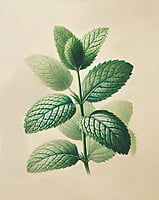 Oway micro-stimulating hair bath 240ml Oway micro-stimulating hair bath 240ml