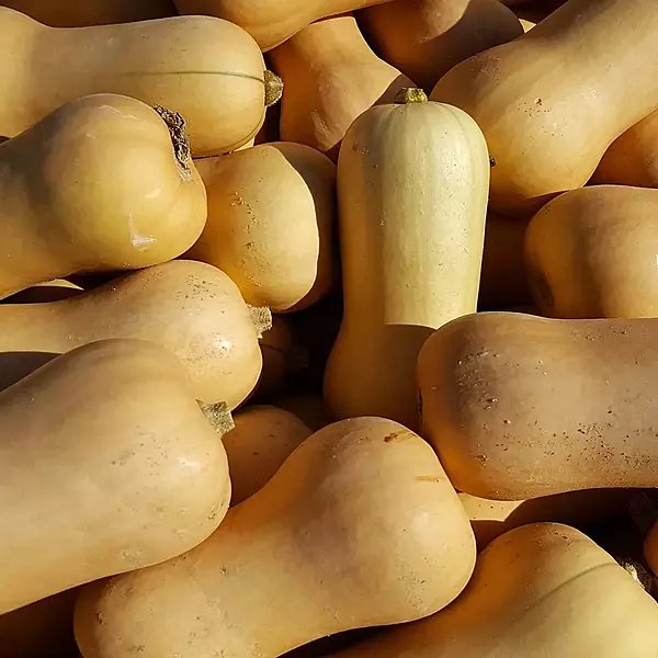 Calabaza cacahuete (1-1,1 kg)