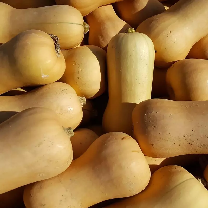 Calabaza cacahuete (1-1,1 kg)