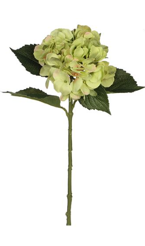 EDELMAN - Hortensia Vert