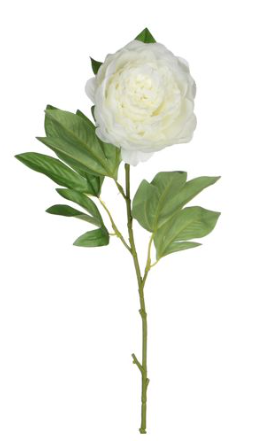 EDELMAN - Pivoine Crème EDELMAN - Pivoine Crème