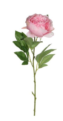 EDELMAN - Pivoine Rose