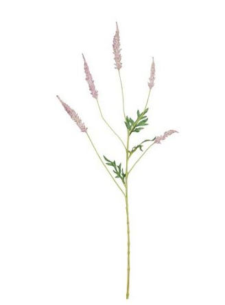 EDELMAN - Astilbe Rose