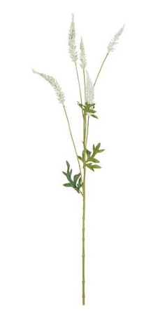 EDELMAN - Astilbe Crème