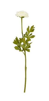 EDELMAN - Ranunculus Crème