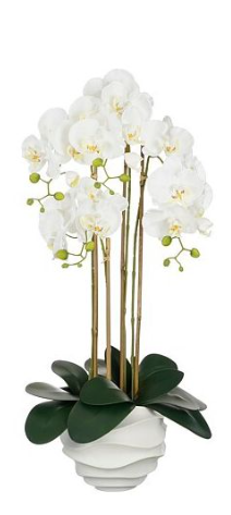 EDELMAN - Phalaenopsis en pot blanc