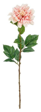 EDELMAN - Dahlila Rose