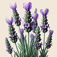 Oway rebuilding hair bath 240ml Oway rebuilding hair bath 240ml