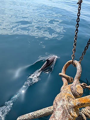 11 au 13/08 Saint-Quay-Portrieux-Paimpol -  Croisière Charme des Océans