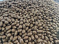 P3-31-2100 Dragierer FBM PANN-30