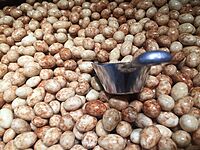 P3-31-2100 Dragierer FBM PANN-30