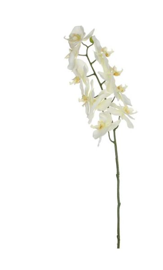 EDELMAN - Phalaenopsis Blanc