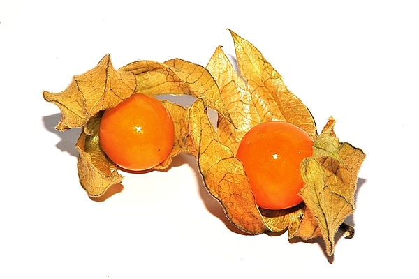 Physalis