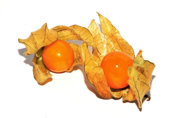 Physalis