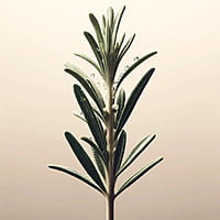 Oway purifying hair bath - dry scalps Oway purifying hair bath - dry scalps