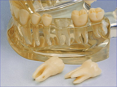 Study Model Transparente Study Model Transparente