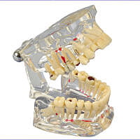 Modelo de estudio transparente de luxe Modelo de estudio transparente de luxe