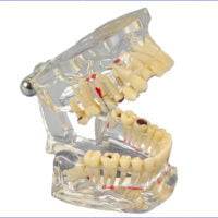 Modelo de estudio transparente de luxe Modelo de estudio transparente de luxe