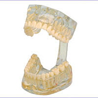 Study Model Transparente Study Model Transparente