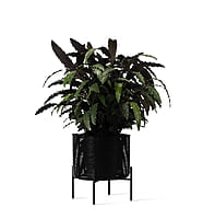 Ivo Plant Stand Medium Ivo Plant Stand Medium