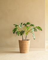 Saya Plant Pot Conic