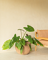 Saya Plant Pot Round