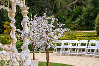 White Blossom Trees