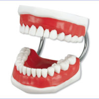 Study Model, Fantomas Study Model, Fantomas