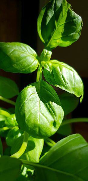 Albahaca fresca (50 gr)