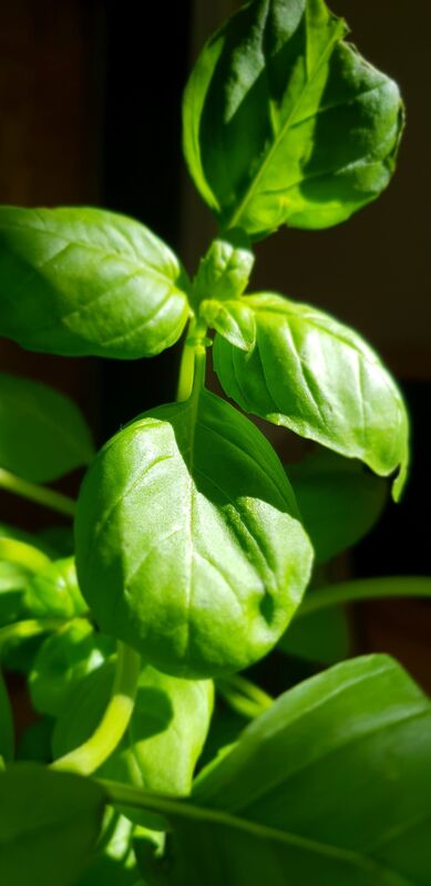 Albahaca fresca (50 gr)
