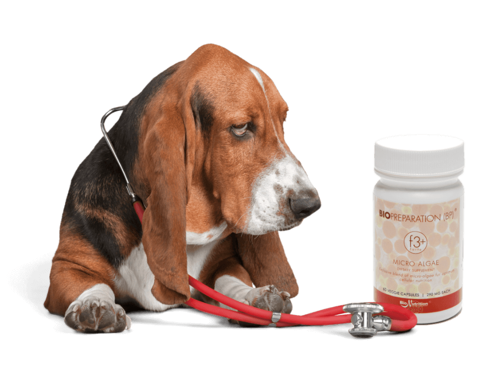 BP | BIOPREPARATION F3+ 60 FÜR HUNDE UND KATZEN