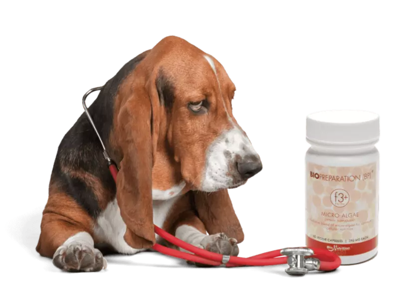 BP | BIOPREPARATION F3+ 60 FÜR HUNDE UND KATZEN