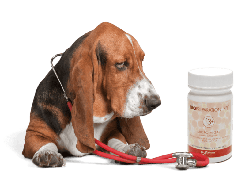 BP | BIOPREPARATION F3+ 60 FÜR HUNDE UND KATZEN