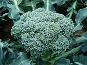 Brécol sin hoja (500 gr)