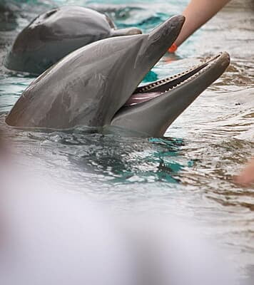 Florida Marine Conservation