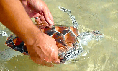 Florida Marine Conservation